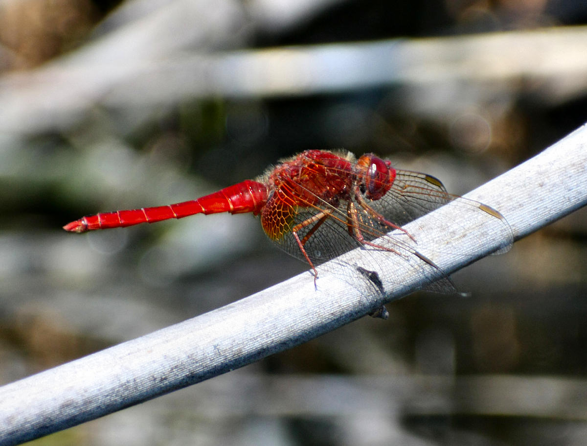 libellula da identificare